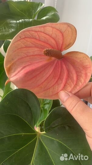 Комнатные цветы антуриум cavalli