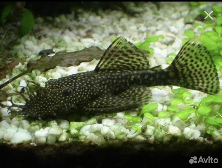 Аквариумные рыбки