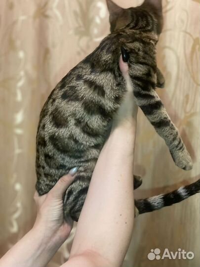 Котята абикун