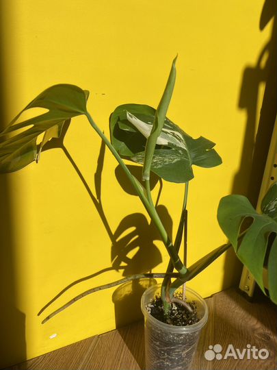 Монстера альба