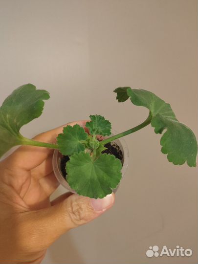 Пеларгония, герань розебудная DenisSutarve