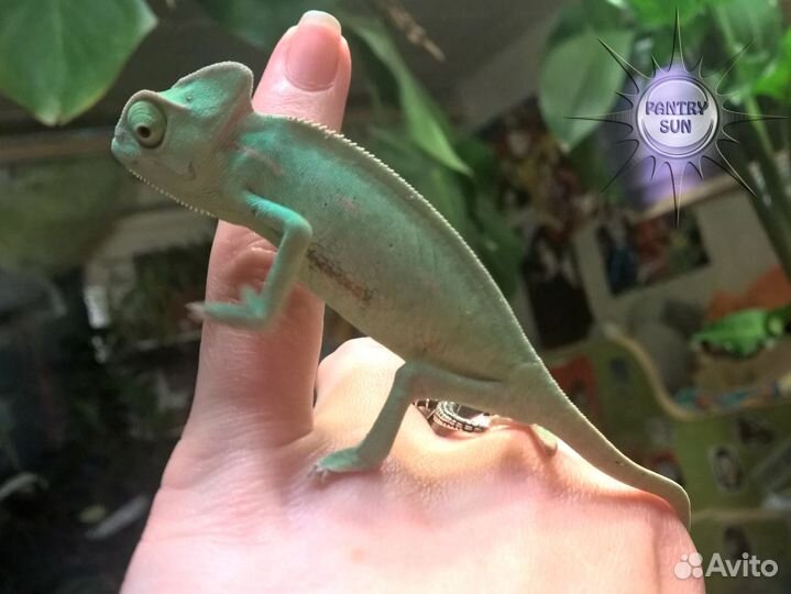 Йеменский хамелеон, малыши самки