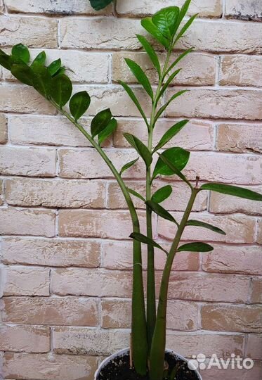 Замиокулькас