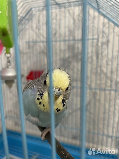 Волнистый попугай