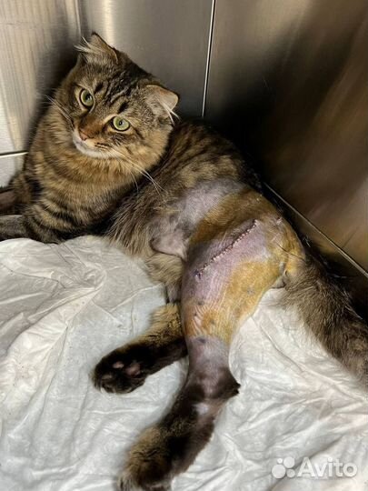 Нужен дом котику