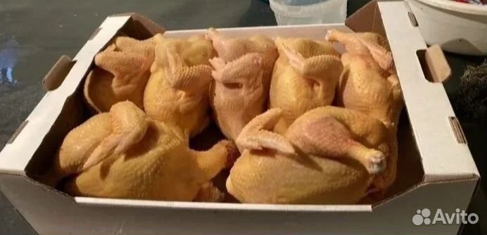 Курица домашняя халяль