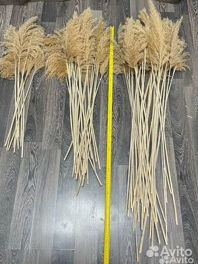 Сухоцвет для декора, флористики