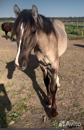 Чистопородный жеребчик