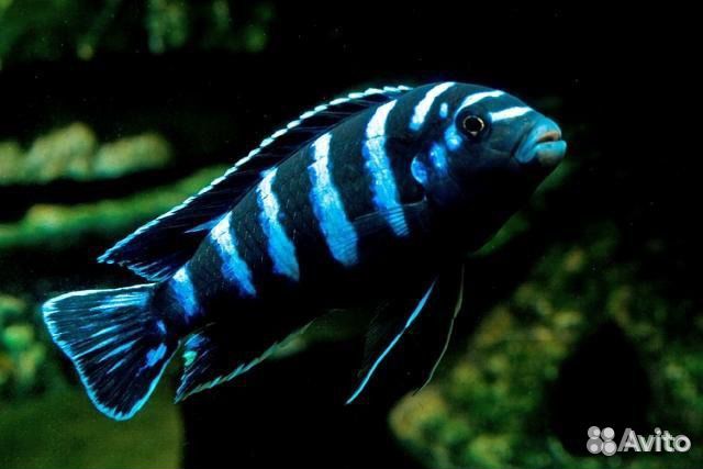 Аквариумные рыбки, цихлиды