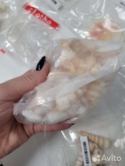 Ракушки и морская звезда