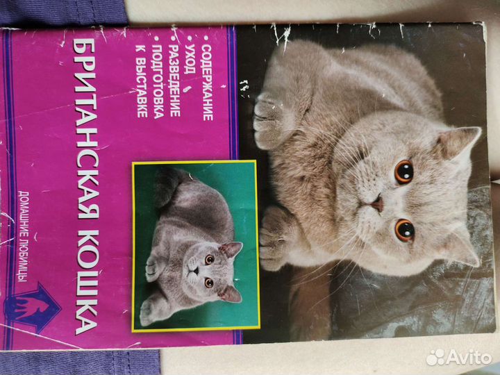 Все о британской породе кошек