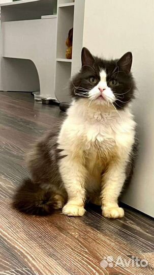 Кот в добрые руки