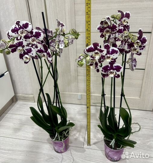 Орхидея фаленопсис