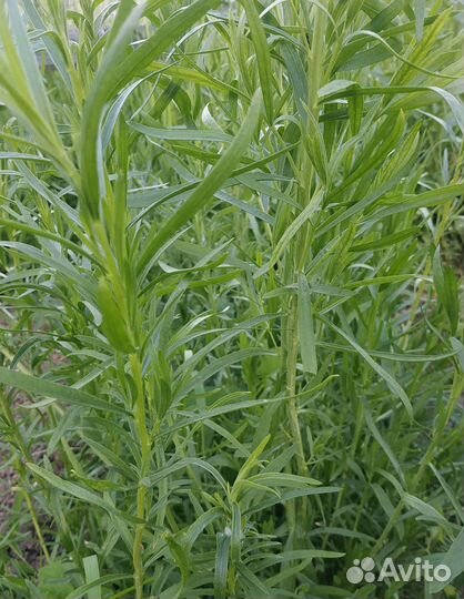 Эстрагон (тархун)