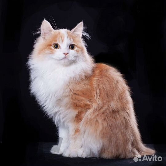 Кошечка Солнышко