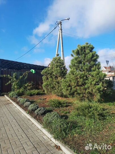 Сосна черная