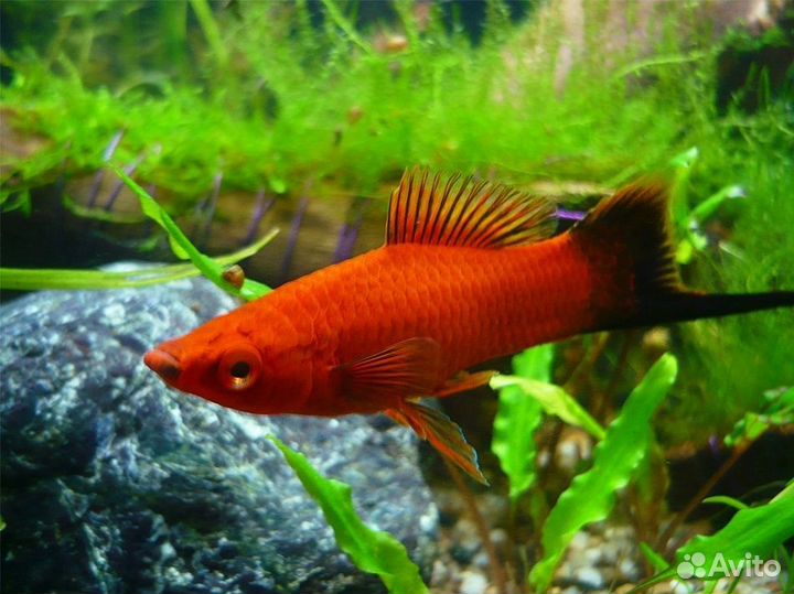 Меченосец Красный Чернохвостый (Арт 5024)