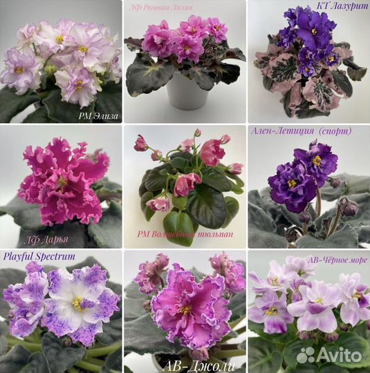 Детки сортовых фиалок