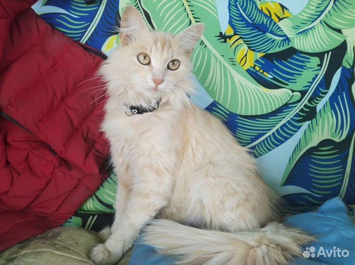 Кошечка Рыжик ищет дом