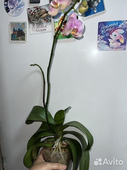 Орхидея фаленопсис