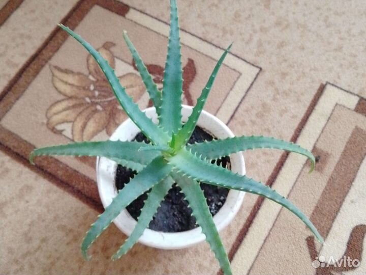 Растение алоэ