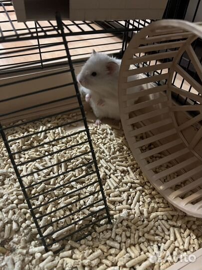 Сирийский хомяк с клеткой