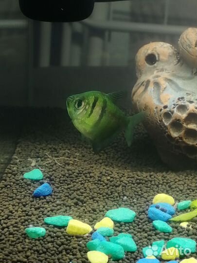 Аквариумные рыбки карамельки