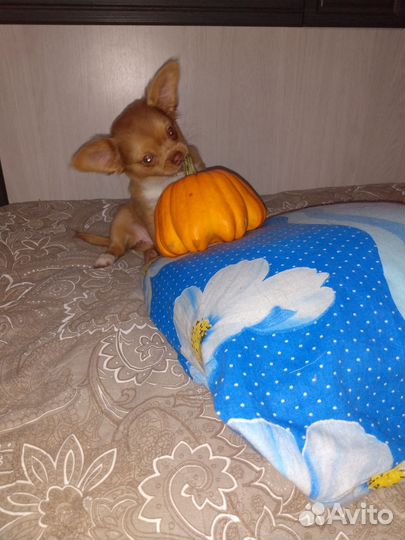 Эксклюзивчик