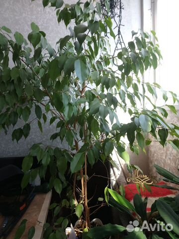 Комнатные растения цветы большие