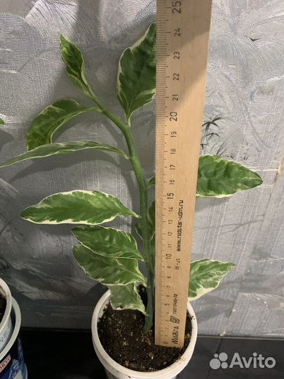 Педилантус