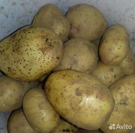 Продам картофель