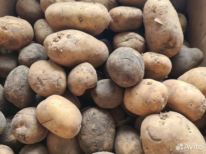 Картофель для животных