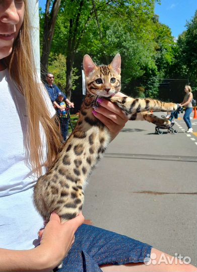 Бенгальский котенок