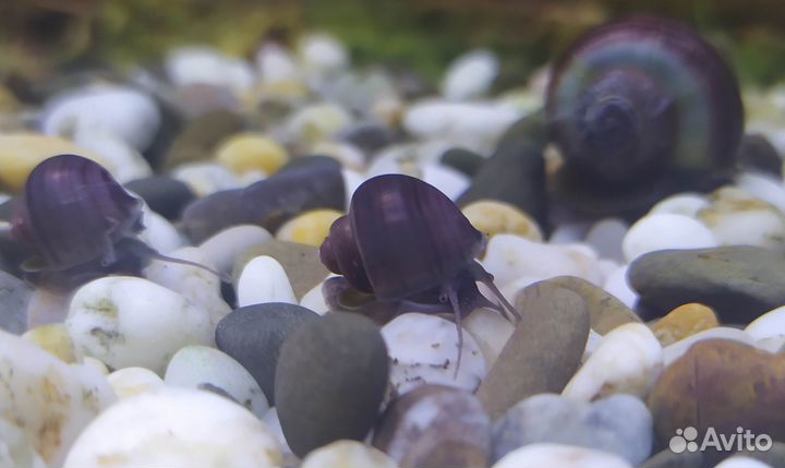 Ампулярии Черничные