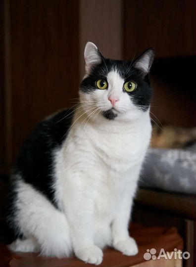 Невезучая Мадлеша очень долго ждёт вас