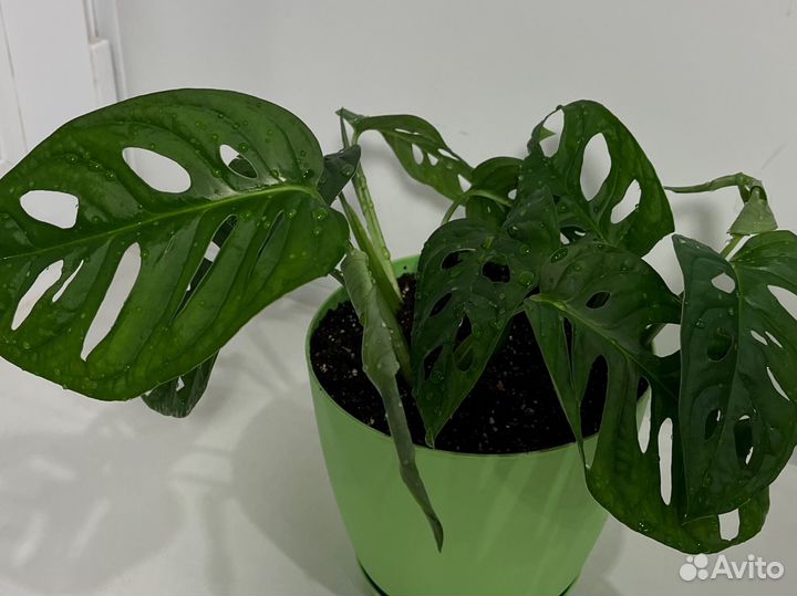 Монстера манки маск