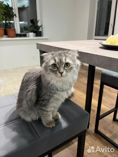 Шотландская кошка Тамара