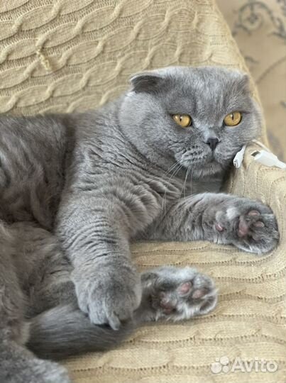 Вязка с шотландским вислоухим котом