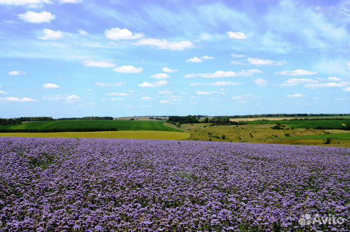 Фацелия, семена Медоносы Сидераты,Корм