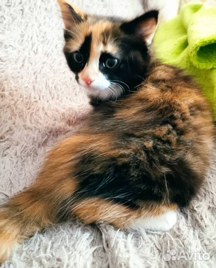 Отдам кошечку