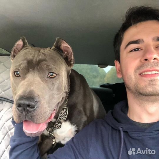 Догситтер, кинолог, выгул собак