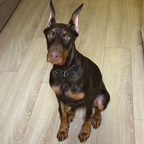 Доберман, щенок