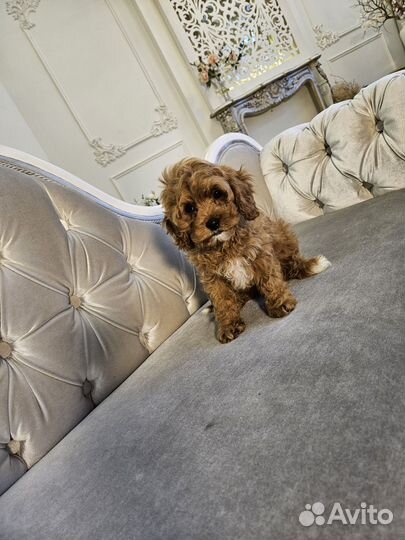 Щенки кавапу