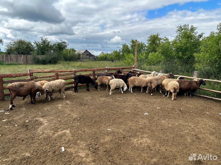Овцы бараны