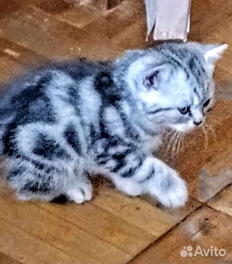 Шотландский котик