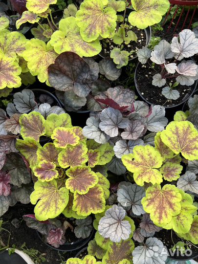 Гейхеры, гейхереллы