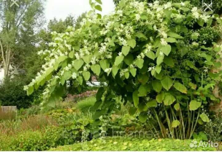 Сибирский бамбук