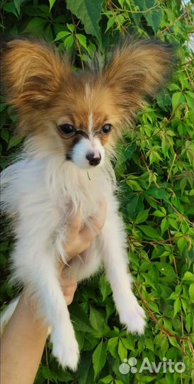 Щенки Папийона (миники)