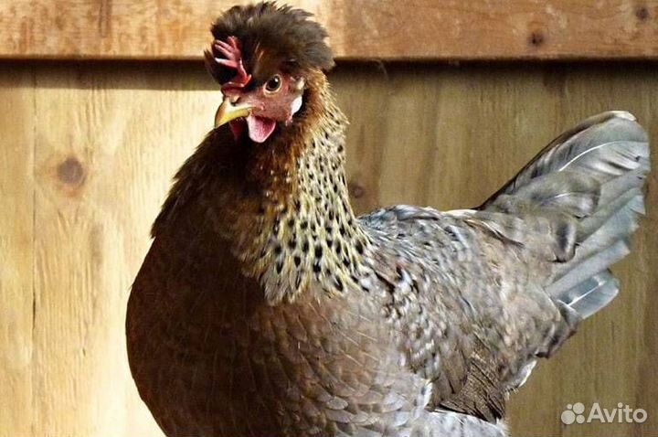 Инкубационное яйцо, цыплята породных кур Легбар