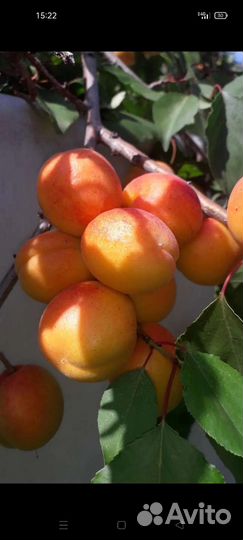 Саженцы абрикоса